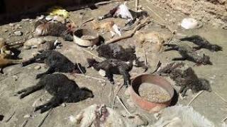 الكلاب الضالة تُهدد عدة دواوير بطاطا وتُلحِق خسائر