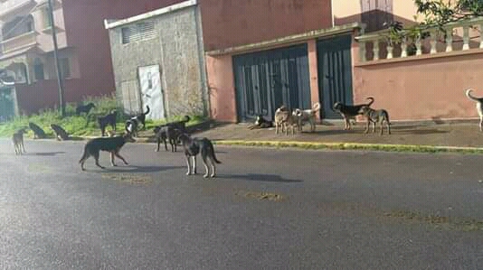 الكلاب الضالة تهدد سلامة التلاميذ ببلدية طاطا