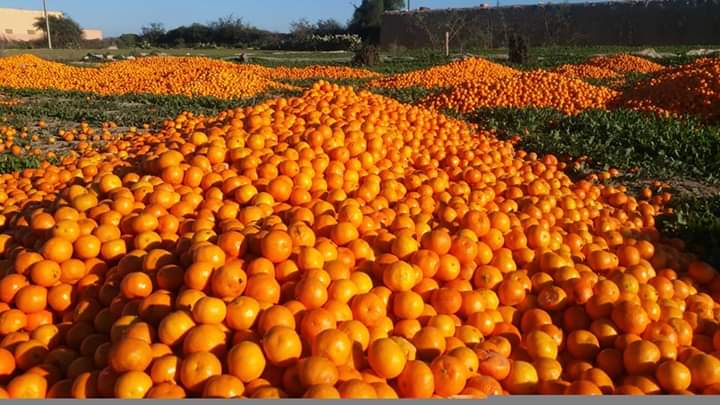 تارودانت: إتلاف أطنان من البرتقال لرفع ثمنها في الأسواق (+صور)