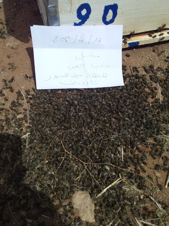تارودانت: أدوية غريبة تتسبب في نفوق وتسميم اعداد كبيرة من النحل (صور)