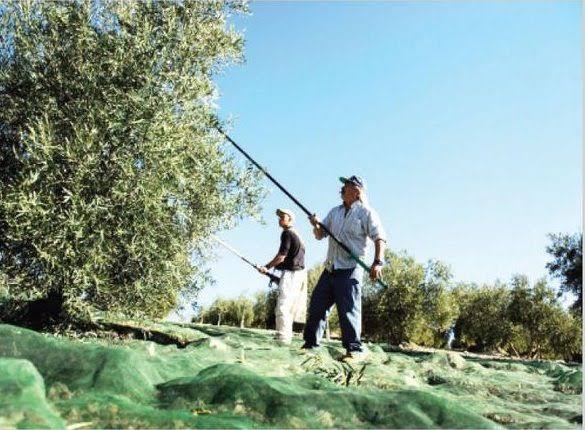 تاونات.. غياب اليد العاملة لجني الزيتون يربك الفلاحين ويعمّق أزمة الموسم