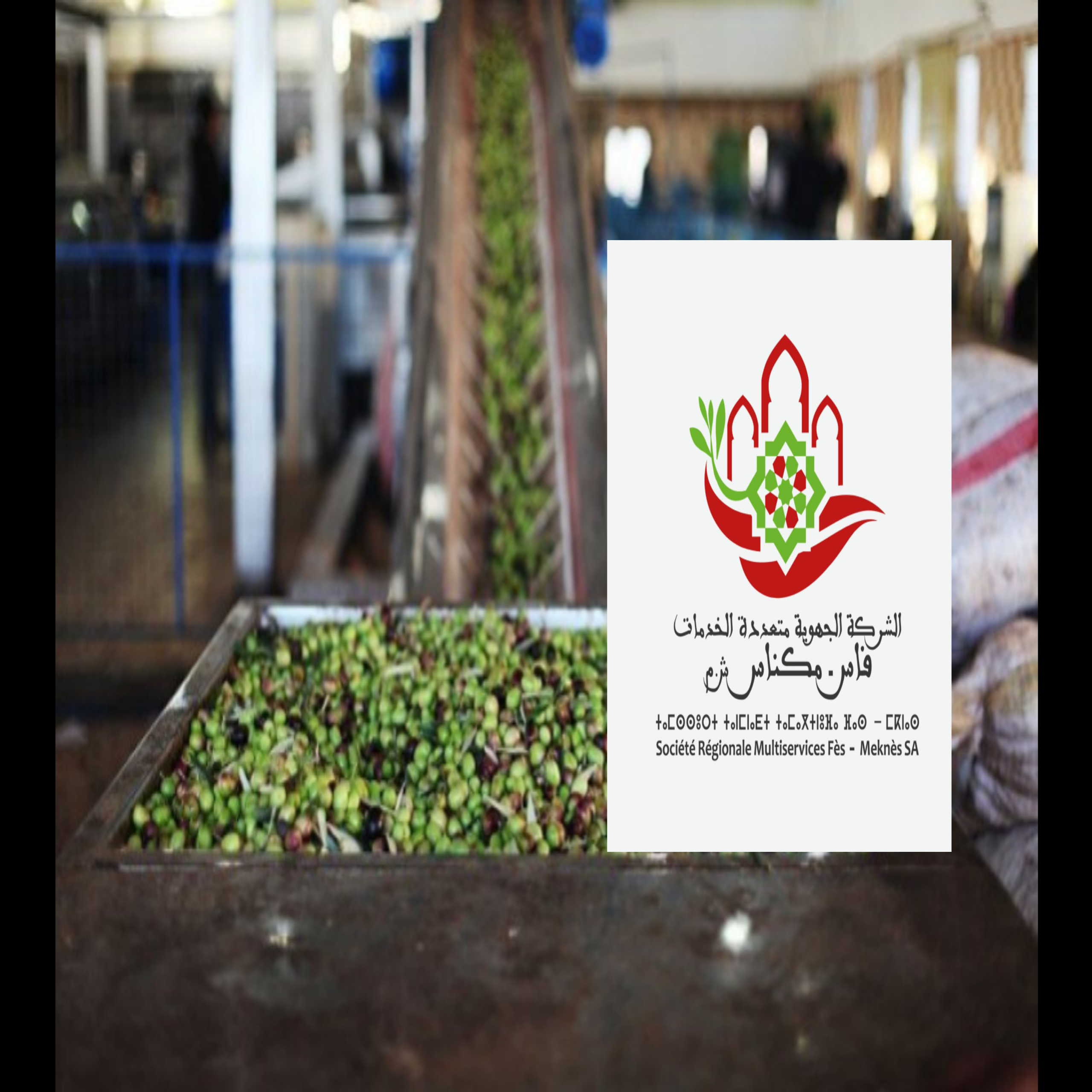 الانقطاعات المتكررة للكهرباء تتسبب في خسائر بالملايين لمعاصر الزيتون بتاونات