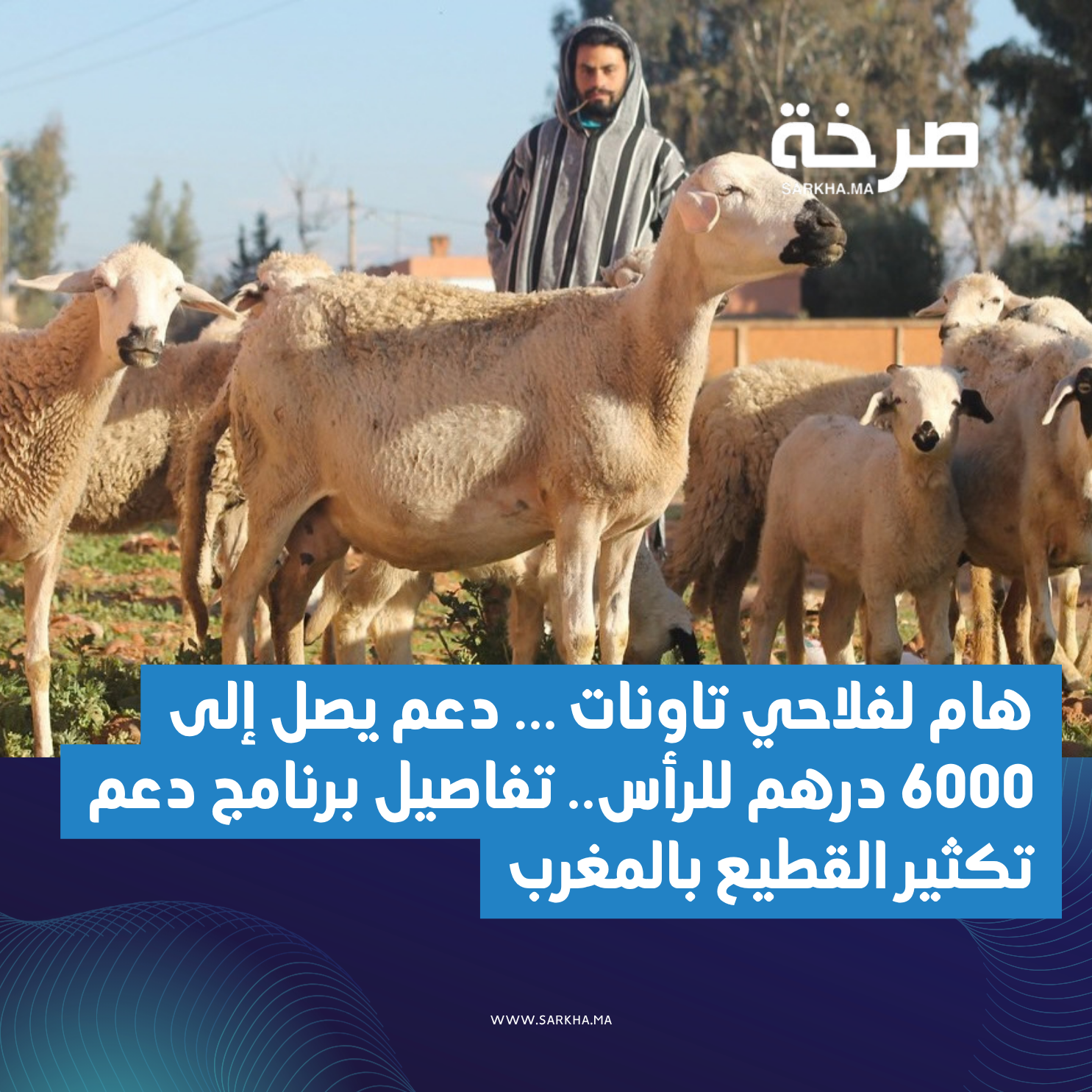 دعم اقتناء وتكثير القطيع.. مبالغ مالية لفائدة مربي الأغنام والماعز والأبقار والإبل